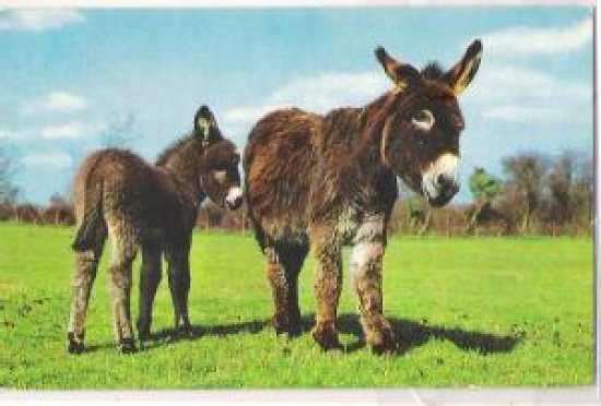 HAYVANLAR SERİSİ EŞŞEK VE SIPASI 9 X 14 KARTPOSTAL 