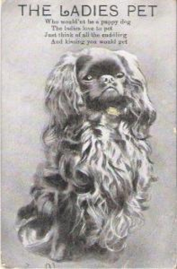 HAYVANLAR SERİSİ KÖPEK 9 X 14 POSTADAN GEÇMİŞ KARTPOSTAL 