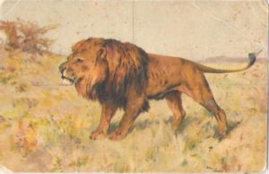 RENKLİ ASLAN KARTPOSTAL 9 X 14 TEMİZ İSVİÇRE BASKI 