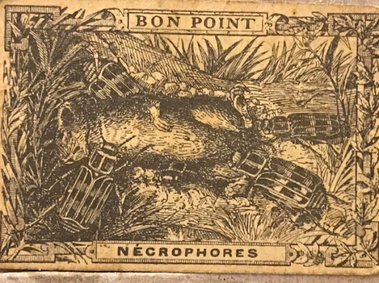 1900 YILLARDA BON POINT NECROPHORE OU FOSSOYEUR  FRANSADA OKULDA SINIFDA BAŞARI GÖSTEREN TALEBELERE VERİLEN KART 