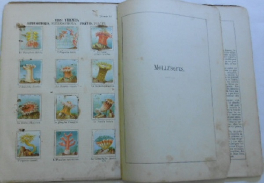 W. HAÇELBERG.ATLAS-MANUEL ZOOLOGİGUE BİTKİ ANATOMİ