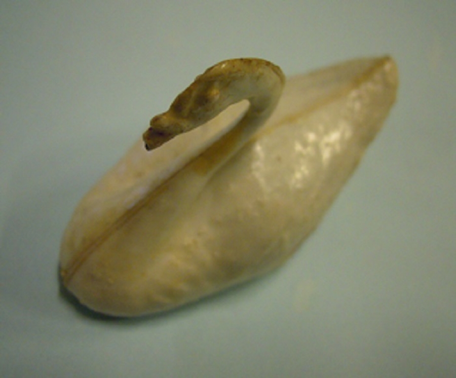 PLASTİK UFAK LEYLEK MAKETLERDE KULLANILAN 