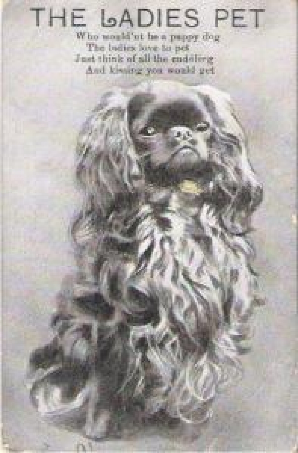 HAYVANLAR SERİSİ KÖPEK 9 X 14 POSTADAN GEÇMİŞ KARTPOSTAL 