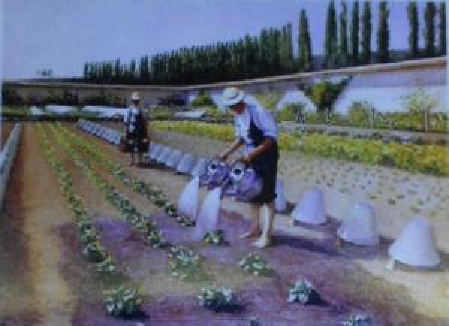 1930 YILLARDA CAM FANUS SERALARDA SEBZE YETİŞTİRİLME KARTPOSTAL ÇİZİM RENKLİ 