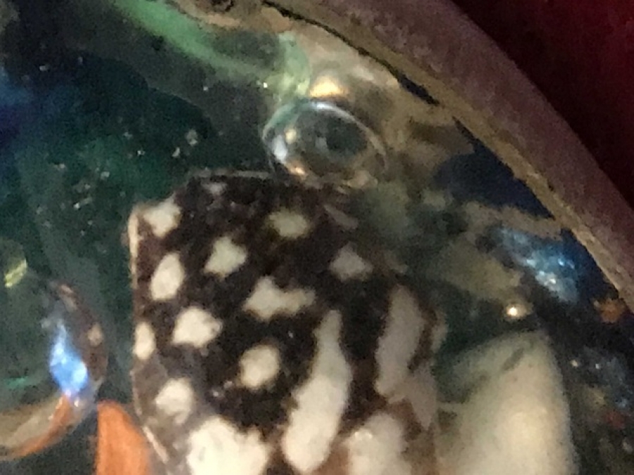 DENİZ CANLILARINDAN YAPILMIŞ ANAHTARLIK