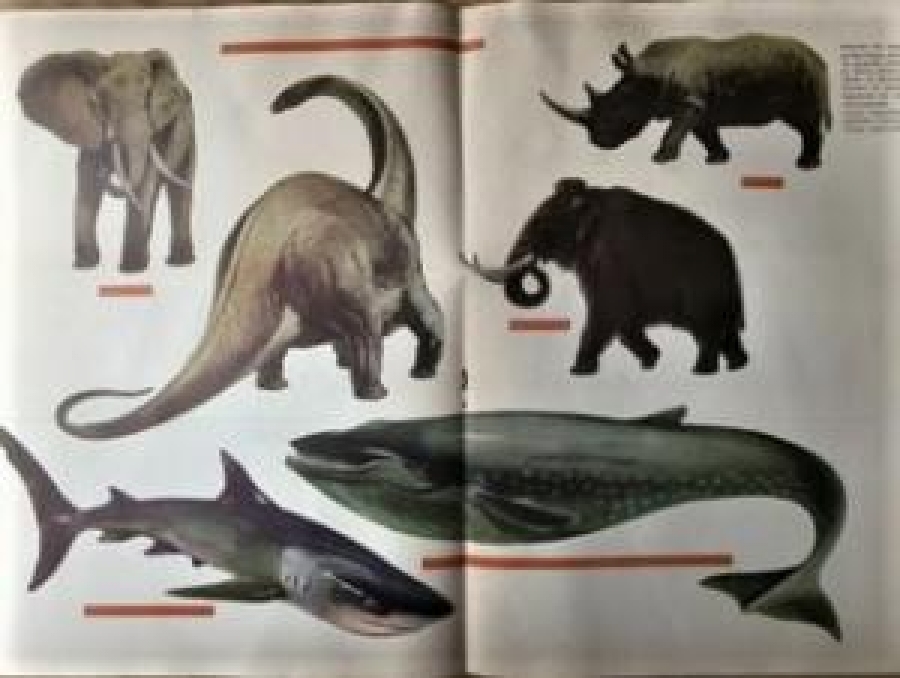 GÖKKUŞAĞI HAFTALIK MODERN ANSİKLOPODİK DERGİ 250 KURUŞ 1965 SAYI 4 