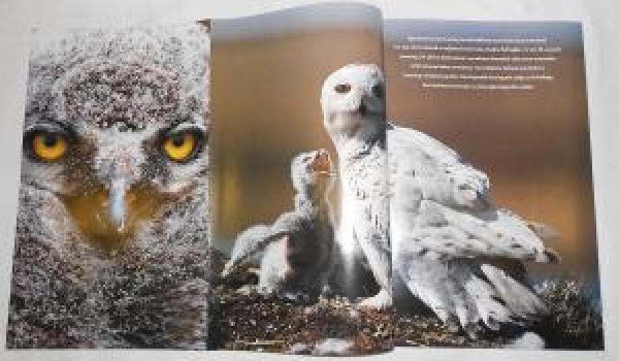 NATIONAL GEOGRAPHIC DERGİ BAYKUŞU ARALIK 2002 