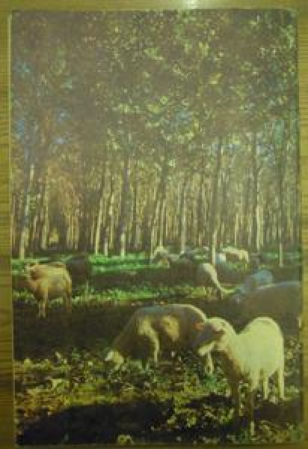 HAYAT AYNA AYLIK DERGİ SAYI :5. NİSAN 1972 