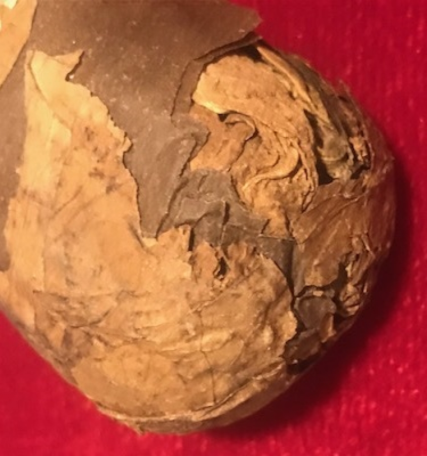 HOLLANDA KRALİCESİNİN ANISINA CIKARILMIŞ PURO