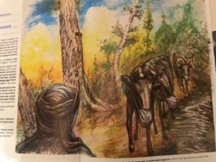 BEDÜİZZAMAN ALBÜMÜ RE'FİT KAVUKCU