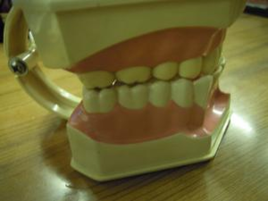 COLGATE DİŞ MODELİ AĞIZ DİŞ MODELİ ÖĞRENCİ ÇALIŞMA MODELİ ÇOCUK DİŞ ÇEKİLEBİLİR 