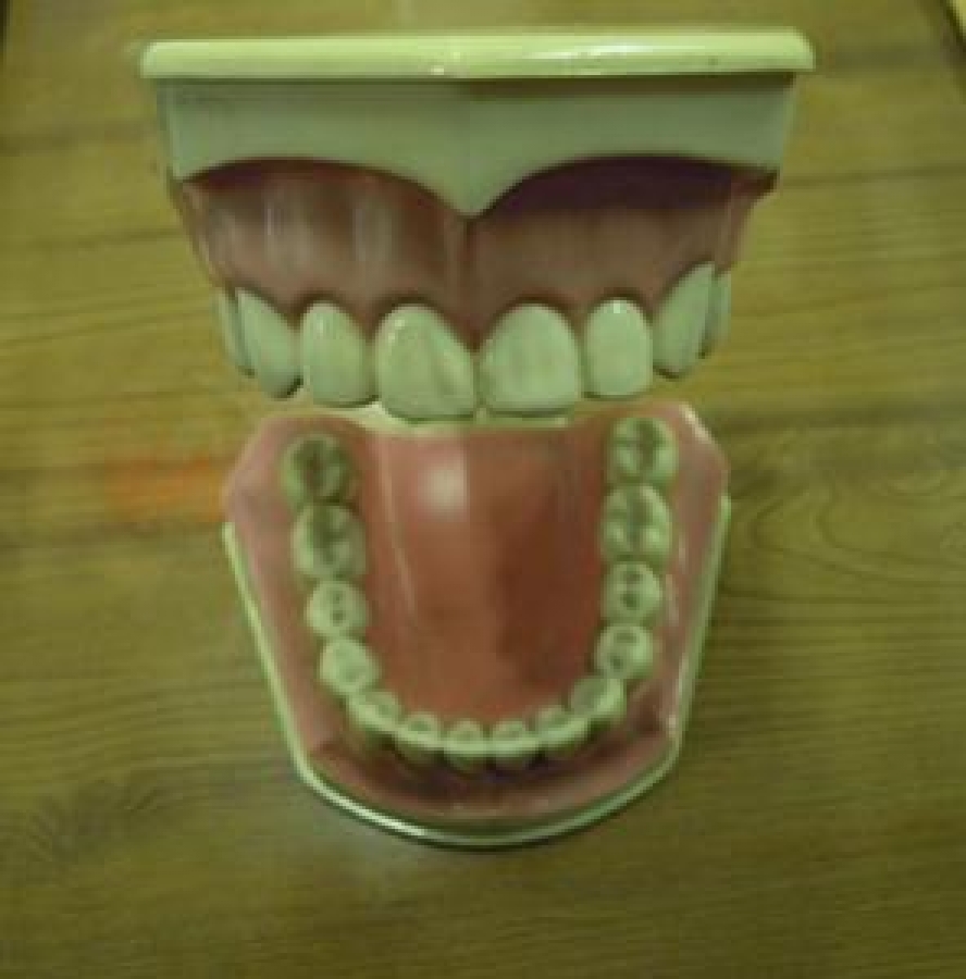 COLGATE DİŞ MODELİ AĞIZ DİŞ MODELİ ÖĞRENCİ ÇALIŞMA MODELİ ÇOCUK DİŞ ÇEKİLEBİLİR 