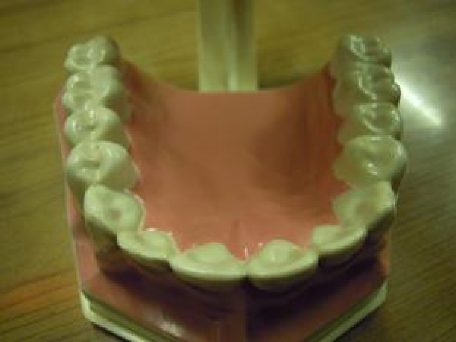 COLGATE DİŞ MODELİ AĞIZ DİŞ MODELİ ÖĞRENCİ ÇALIŞMA MODELİ ÇOCUK DİŞ ÇEKİLEBİLİR 