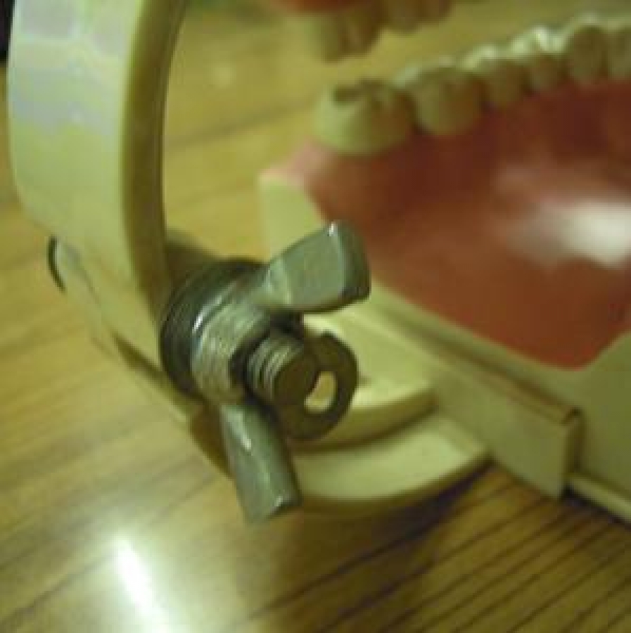 COLGATE DİŞ MODELİ AĞIZ DİŞ MODELİ ÖĞRENCİ ÇALIŞMA MODELİ ÇOCUK DİŞ ÇEKİLEBİLİR 