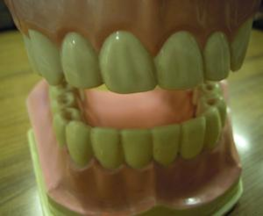 COLGATE DİŞ MODELİ AĞIZ DİŞ MODELİ ÖĞRENCİ ÇALIŞMA MODELİ ÇOCUK DİŞ ÇEKİLEBİLİR 