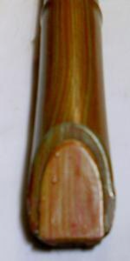 YERLİ KAVAL MİZAHİ PARAYI VEREN DÜDÜĞÜ ÇALAR YAZIYOR ÜZERİNDE 