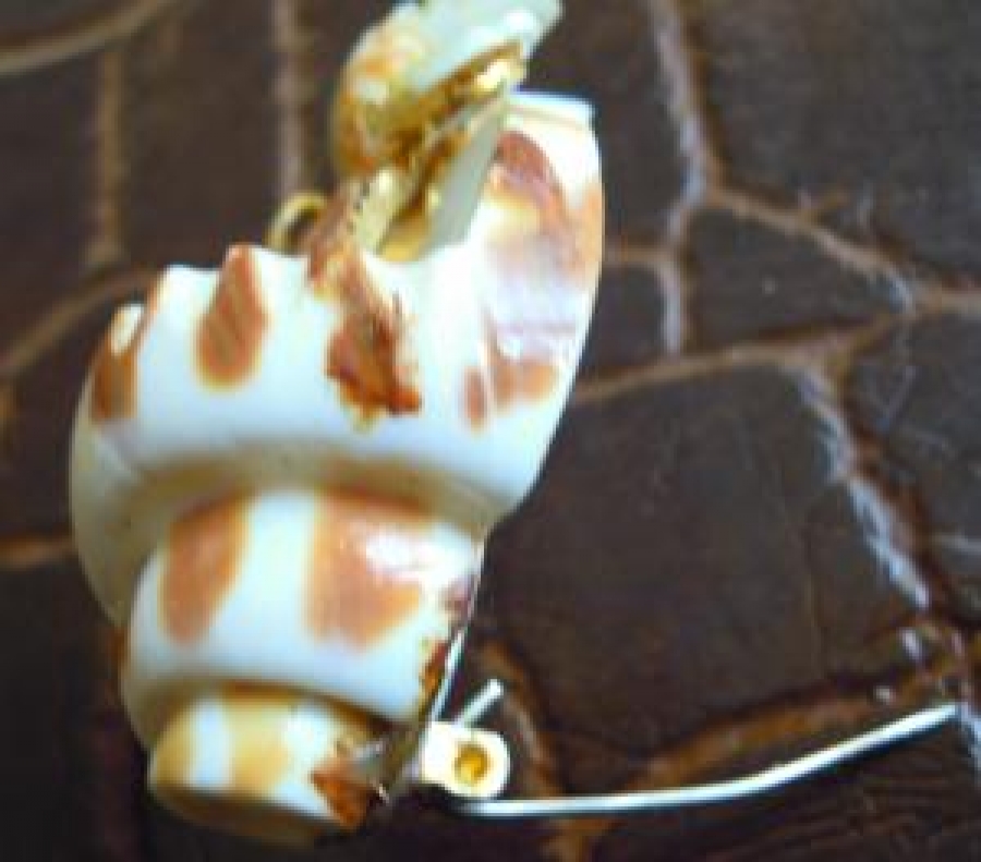 İĞNELİ BROŞ DENİZ KABUĞU