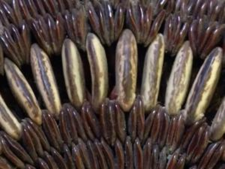 BİTKİ VE MEYVE ÇEKİRDEK VE TOHUMLARINDAN YAPILMIŞ TROPİKAL EL YAPIM CANTA  TAŞINABİLİR DEKORATIF KAHVERENGİ VE KREM TONLARDA KOLEKSİYON ÇANTA 