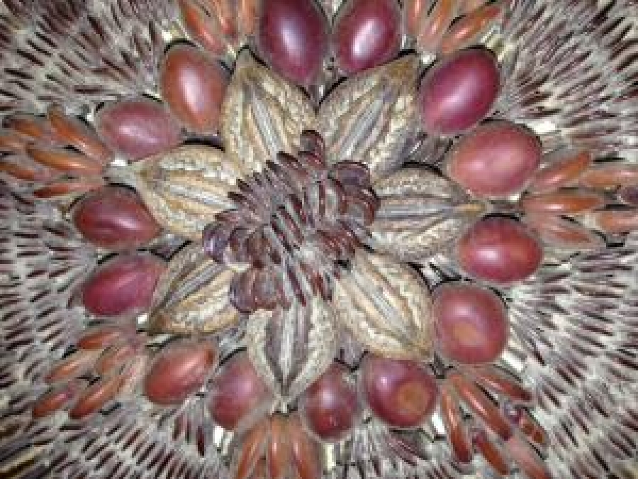 BİTKİ VE MEYVE ÇEKİRDEK VE TOHUMLARINDAN YAPILMIŞ TROPİKAL EL YAPIM CANTA  TAŞINABİLİR DEKORATIF KAHVERENGİ VE KREM TONLARDA KOLEKSİYON ÇANTA 