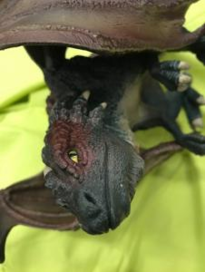 DAENERYS TARGARYEN GAME OF THRONES DRAGONS EJDERHASI 