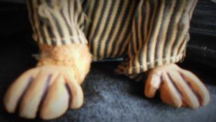 OYUNCAK ELİNDE BARDAKLA PARA DİLENEN MAYMUN 1960 YILLAR 