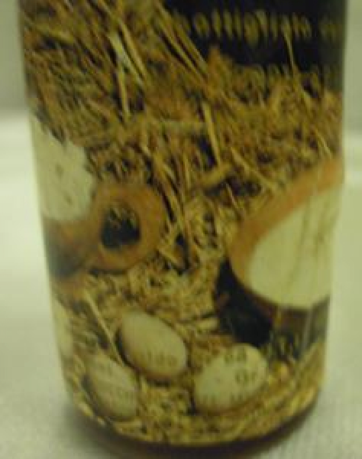 OVOVİL MİNYATÜR İÇKİ ŞİŞESİ KOLEKSİYON