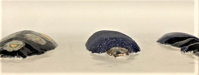 SERAMİK PANO ÜZERİNE 3 ADET KABARTMA RENKLİ BÖCEKLER SANATCI CALIŞMASI 20X29 CM ÖLCÜLERDE