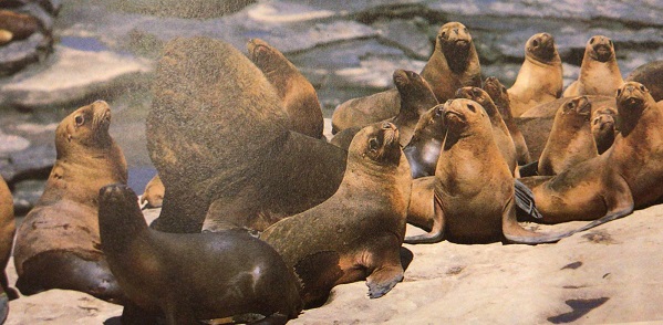 EGON J. LECHNER JAGD İNTERNATİONAL EDİTİON LUFTHANSA FİNK KÜMMERLY+FREY 1984