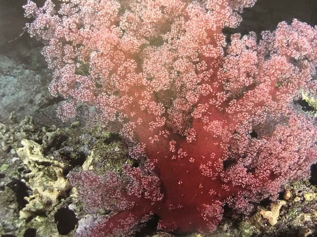 SUALTININ YILDIZLARI ALPTEKİN BALOĞLU 1. BASKI 2003