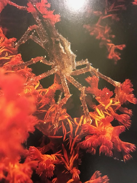 SUALTININ YILDIZLARI ALPTEKİN BALOĞLU 1. BASKI 2003