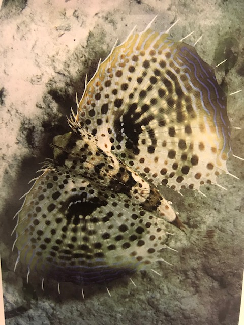 SUALTININ YILDIZLARI ALPTEKİN BALOĞLU 1. BASKI 2003