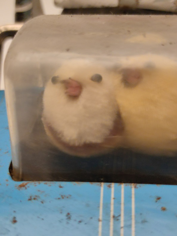 TENEKE BEBEK ARABASI  KULLANAN YUMURTLAYAN  TAVUK ŞEKLİNDE TENEKE PİLLİ OYUNCAK