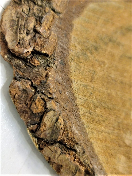 1960 KÜTÜK AGAC AHŞAP ÜZERİNE  SCHWANZ WALD SANATCI İMZALI TEKNİK CALIŞMASI  KARA ORMAN HATIRASI