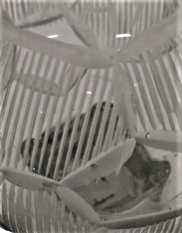 1960 GALATASARAY  YAZILI UFLEME EL İŞCİLİKLİ KESME KIRISTAL  AYAKLI  KAPAKLI SURAHİ