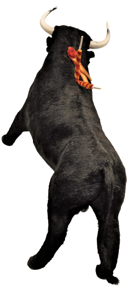 İSPANYADA BOGA GÜREŞLERİNDE ARENEDA MATODORLA GÜREŞEN GÜREŞCİ BOGA 