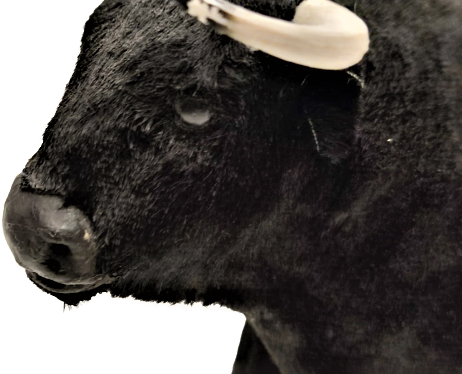 İSPANYADA BOGA GÜREŞLERİNDE ARENEDA MATODORLA GÜREŞEN GÜREŞCİ BOGA 