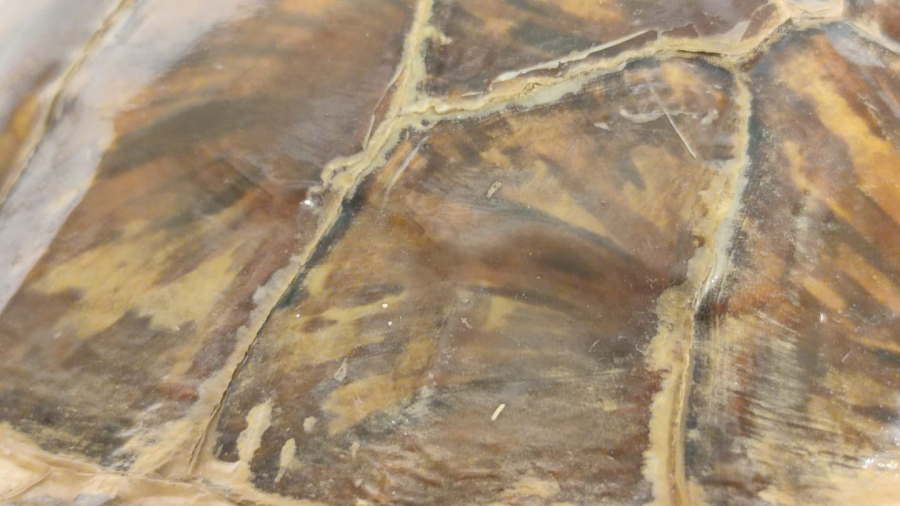 SU KAPLUMBAGA KABUGU BAĞ İKİ ADET BAKLASI EKSİK ÜZERİNDE  BU ŞEKLİNDE ASILABİLİR DUVARA VEYA BİR İMALLATDA KULLANILABİLİNİR