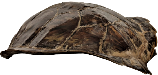 SU KAPLUMBAGA KABUGU BAĞ İKİ ADET BAKLASI EKSİK ÜZERİNDE  BU ŞEKLİNDE ASILABİLİR DUVARA VEYA BİR İMALLATDA KULLANILABİLİNİR