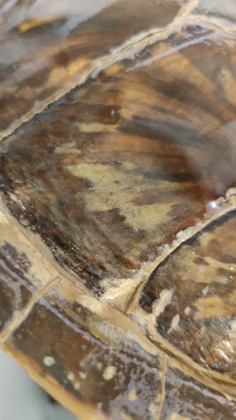 SU KAPLUMBAGA KABUGU BAĞ İKİ ADET BAKLASI EKSİK ÜZERİNDE  BU ŞEKLİNDE ASILABİLİR DUVARA VEYA BİR İMALLATDA KULLANILABİLİNİR