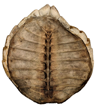 SU KAPLUMBAGA KABUGU BAĞ İKİ ADET BAKLASI EKSİK ÜZERİNDE  BU ŞEKLİNDE ASILABİLİR DUVARA VEYA BİR İMALLATDA KULLANILABİLİNİR