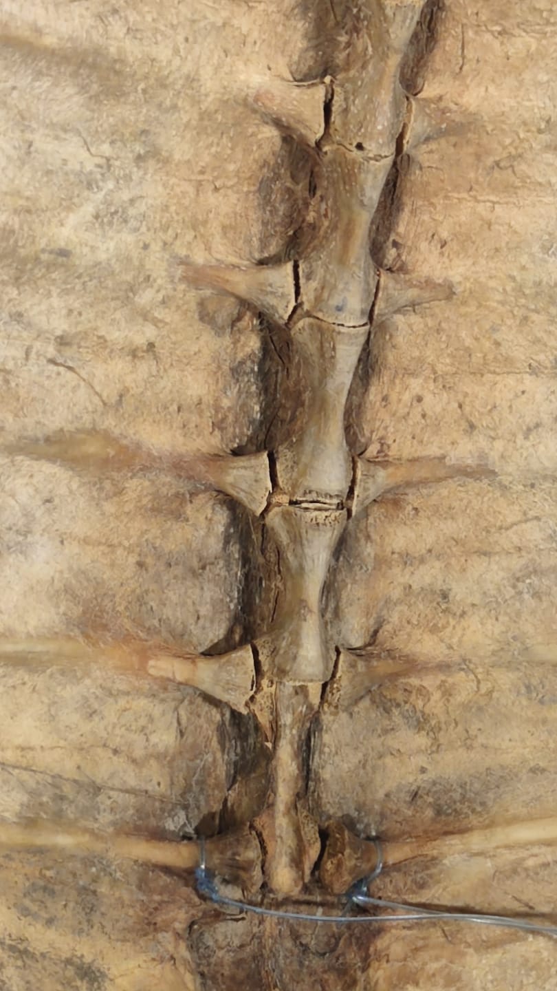 SU KAPLUMBAGA KABUGU BAĞ İKİ ADET BAKLASI EKSİK ÜZERİNDE  BU ŞEKLİNDE ASILABİLİR DUVARA VEYA BİR İMALLATDA KULLANILABİLİNİR