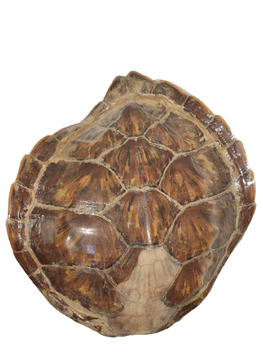 SU KAPLUMBAGA KABUGU BAĞ İKİ ADET BAKLASI EKSİK ÜZERİNDE  BU ŞEKLİNDE ASILABİLİR DUVARA VEYA BİR İMALLATDA KULLANILABİLİNİR