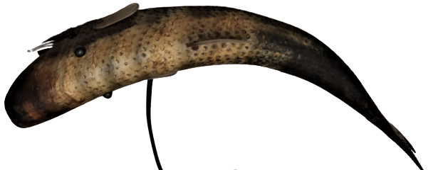 HAPISHANE İŞİ, MAHKUMLARIN  BOYNUZDAN YAPILMA BALIK FORMUNDA TASARLANMIŞ  GECE LAMBASI KURRUK YUZGEC VE AHŞAP KAİDELİ 