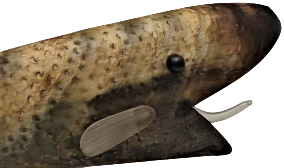 HAPISHANE İŞİ, MAHKUMLARIN  BOYNUZDAN YAPILMA BALIK FORMUNDA TASARLANMIŞ  GECE LAMBASI KURRUK YUZGEC VE AHŞAP KAİDELİ 