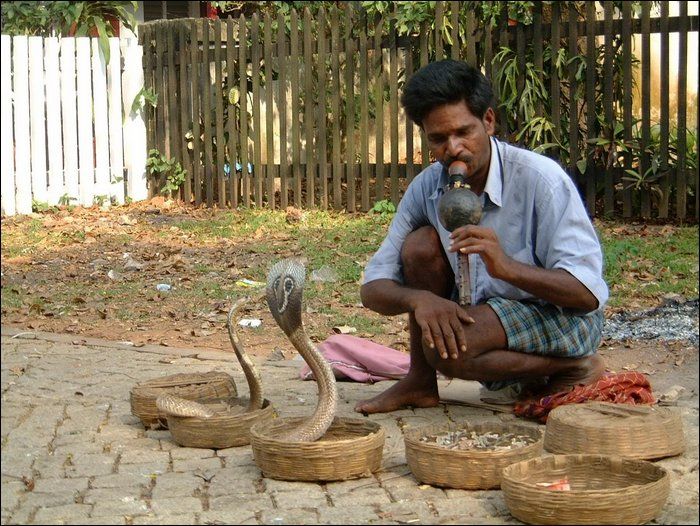 HİNT FAKİRİ KOBRA YILAN OYNATICI KAVALI ZURNASI KAVAL KISMI İŞLEMELİ BANBU 6 DELİKLİ GÖVDE HİNDİSTAN CEVİZİ ALTI USTU DENİZ KABUGU SUSLEMELİ COK TİZ SESİ VARDIR 30 CM 