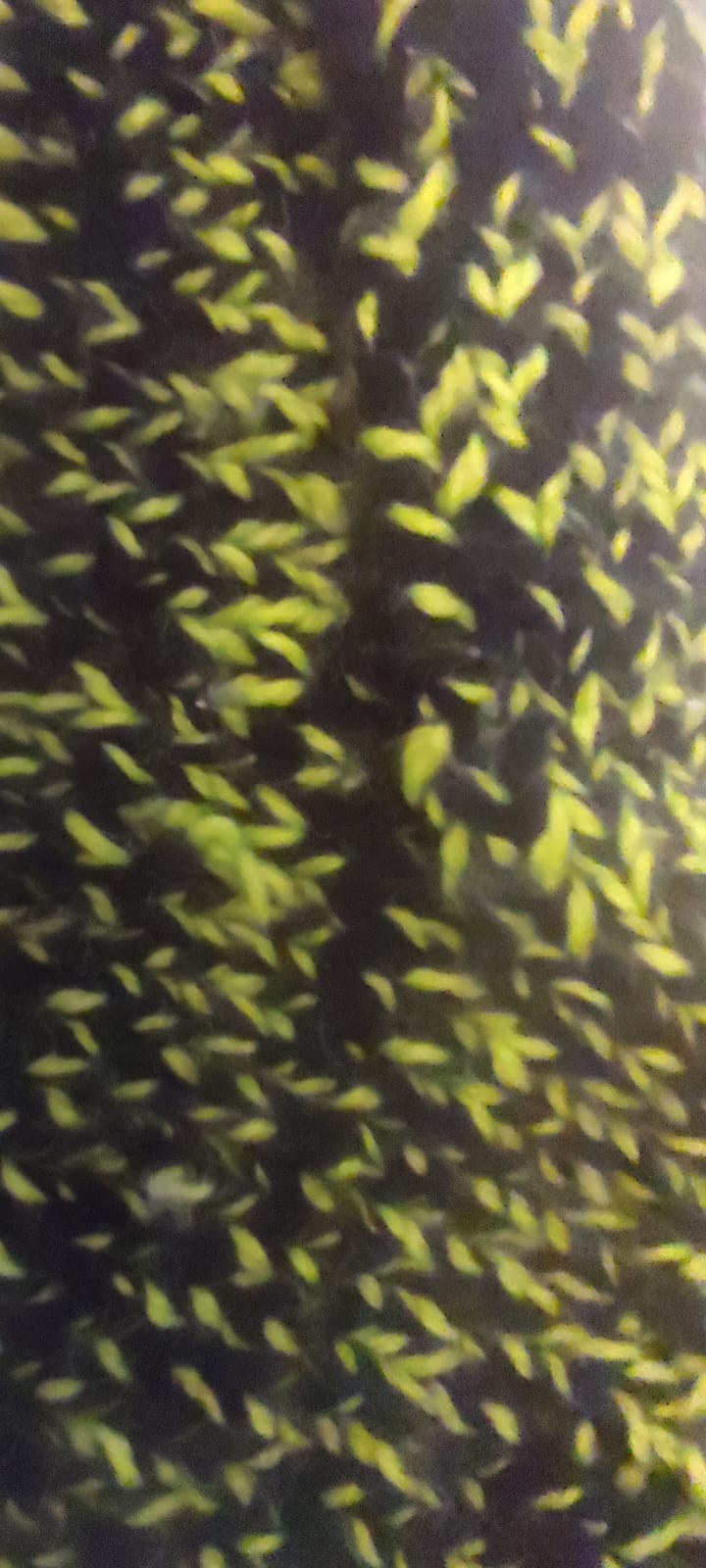 EL ŞİŞ ÖRGÜSÜ HAKİKİ YÜN PATİK KÖK BOYA İLE BOYANMIŞ SAGLIKLI SAG SOL PATİK   LACİVERT YEŞİL KILLCILLI RENKLERDE BOT ŞEKLİNDE