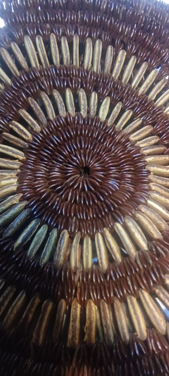 BİTKİ VE MEYVE ÇEKİRDEK VE TOHUMLARINDAN YAPILMIŞ TROPİKAL EL YAPIM CANTA  TAŞINABİLİR DEKORATIF KAHVERENGİ VE KREM TONLARDA KOLEKSİYON ÇANTA 