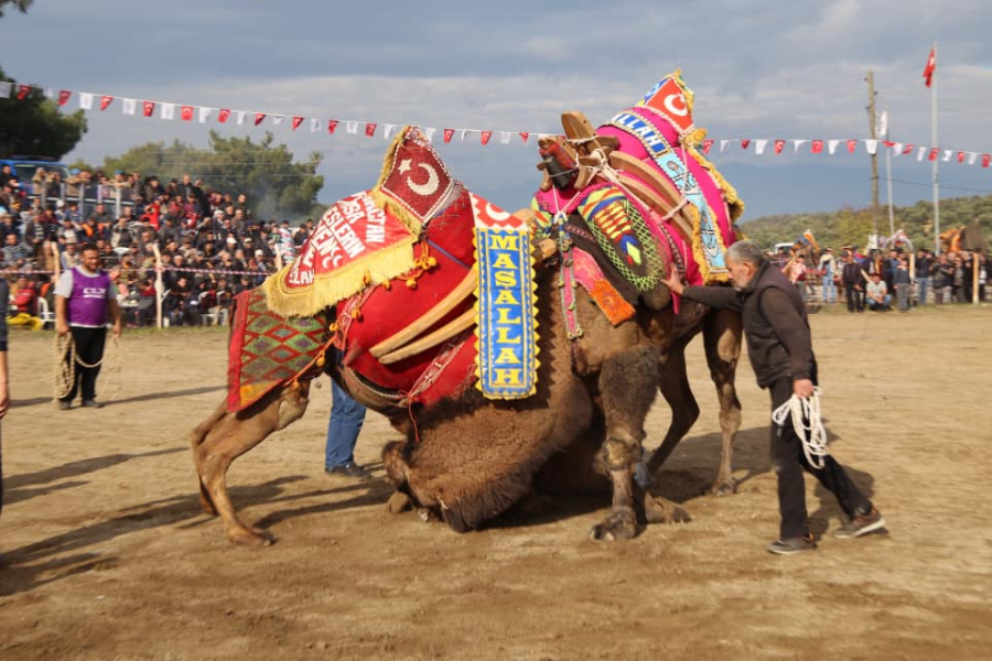 KOZAK  ASAGIBEYDEN FAZLI EFE NİN  İLHAN DAYLAGA  PUSKULLU BAYRAKLI CEPECEVRE DEVE SÜSÜ VEYA DEVE DONANIMI