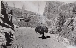 1977 KONYA TAŞKENTLİLER YARDIMLAŞMA DERNEĞİ GELENEKSEL GECESİ HATIRA FOTOĞRAF ALBÜMÜ YEREL TARİH BELGESİ